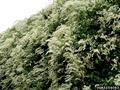 Polygonum baldschuanicum